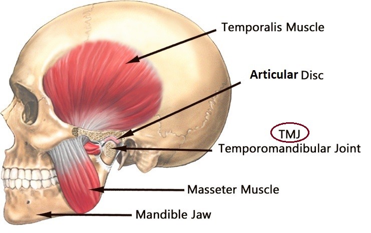 Skull illustration showing muscles in the cheek and temple area where the temporomandibular joint can be a source of extreme pain. Treating Culver City residents TMJ is a specialty of Orthospaceship.